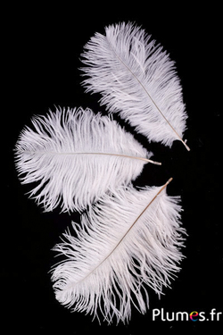 Struzzo teste - 10-15 cm - bianco-crema